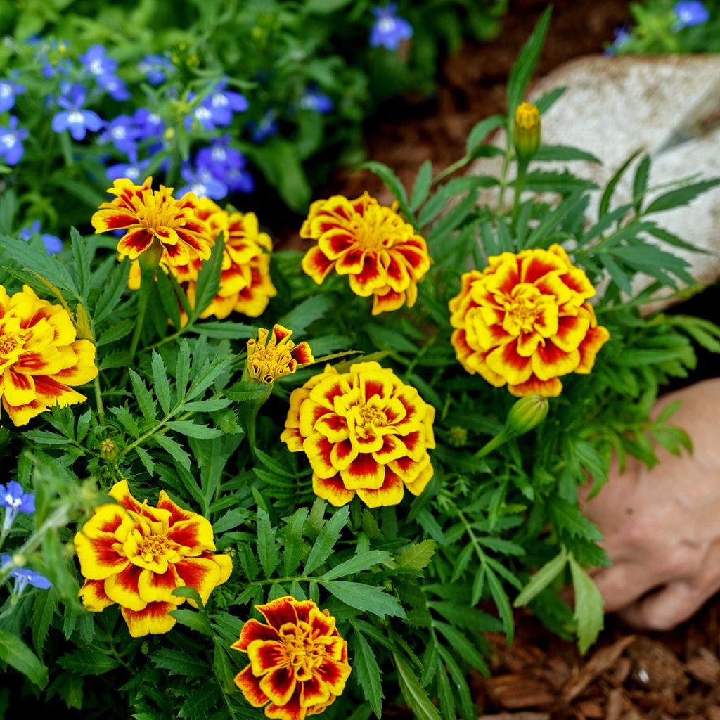 Cravo-túnico Mango Tango em sementes - Tagetes erecta