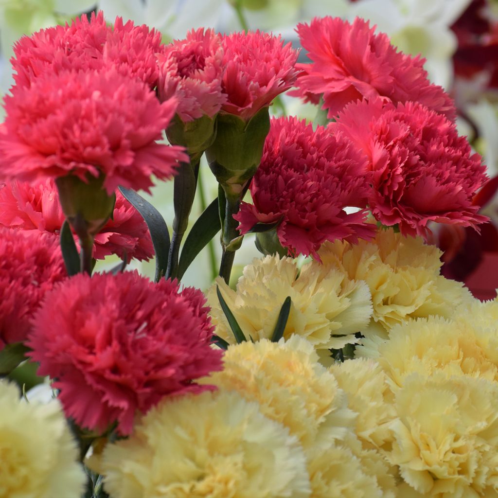 Sementes de Dianthus caryophyllus Bananaberry Fizz