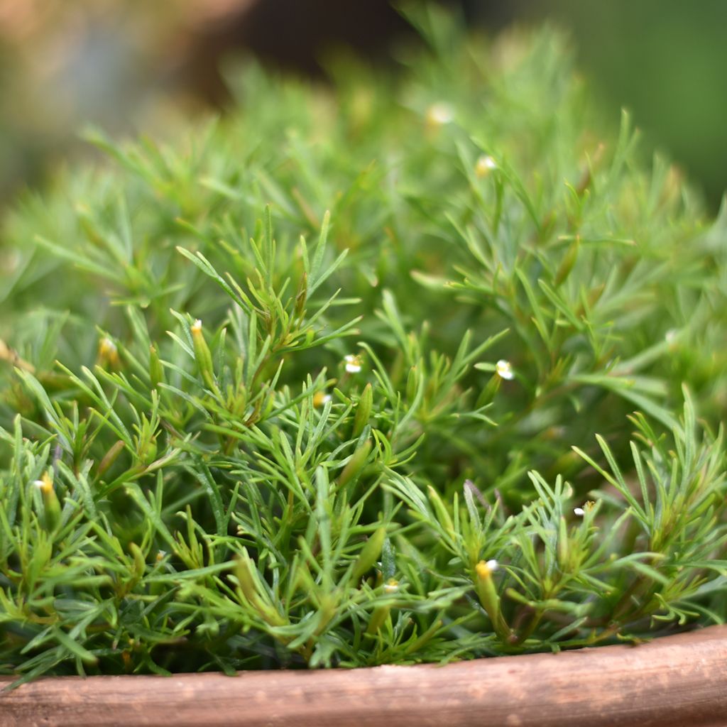 Cravo-túnico Dropshot sementes