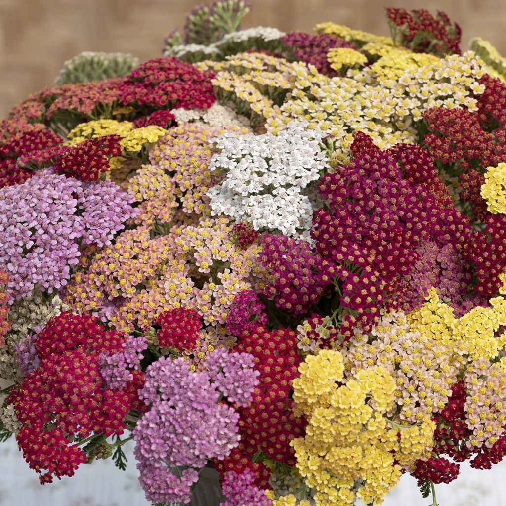 Achillea millefolium Flowerburst Fruitbowl em sementes