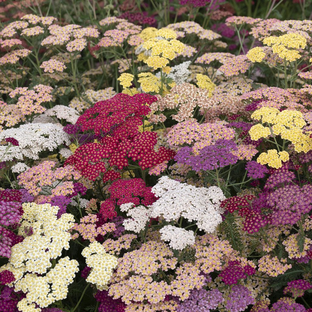 Achillea millefolium Flowerburst Fruitbowl em sementes