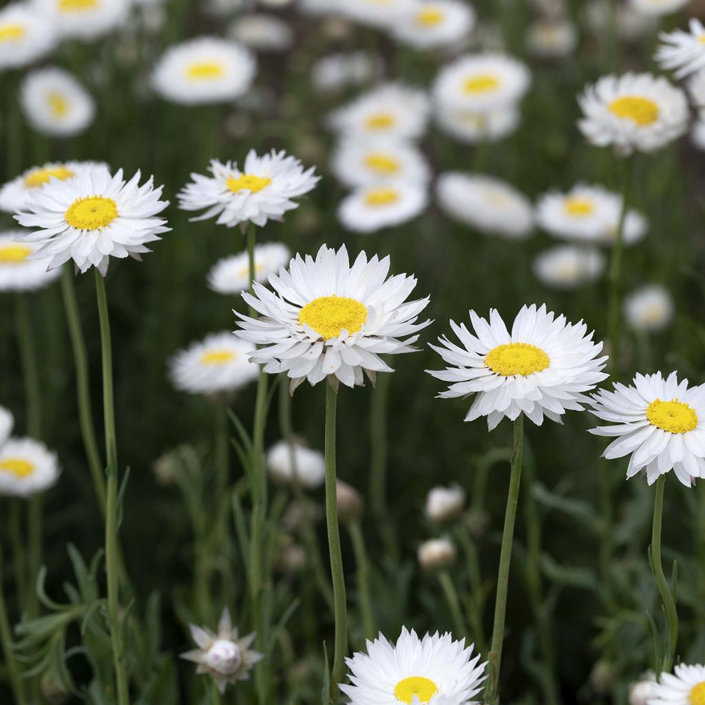 Rodanthe acrocephala subsp. roseum Branca em sementes