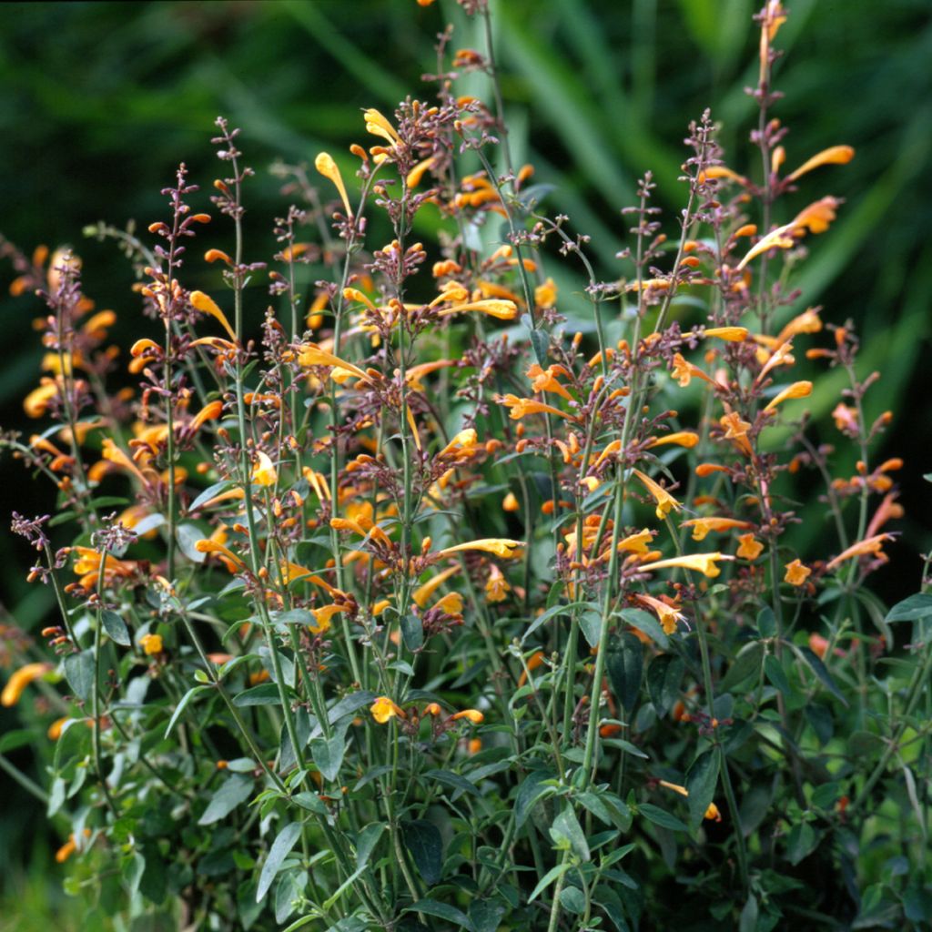 Agastache aurantiaca Navajo Sunset em sementes