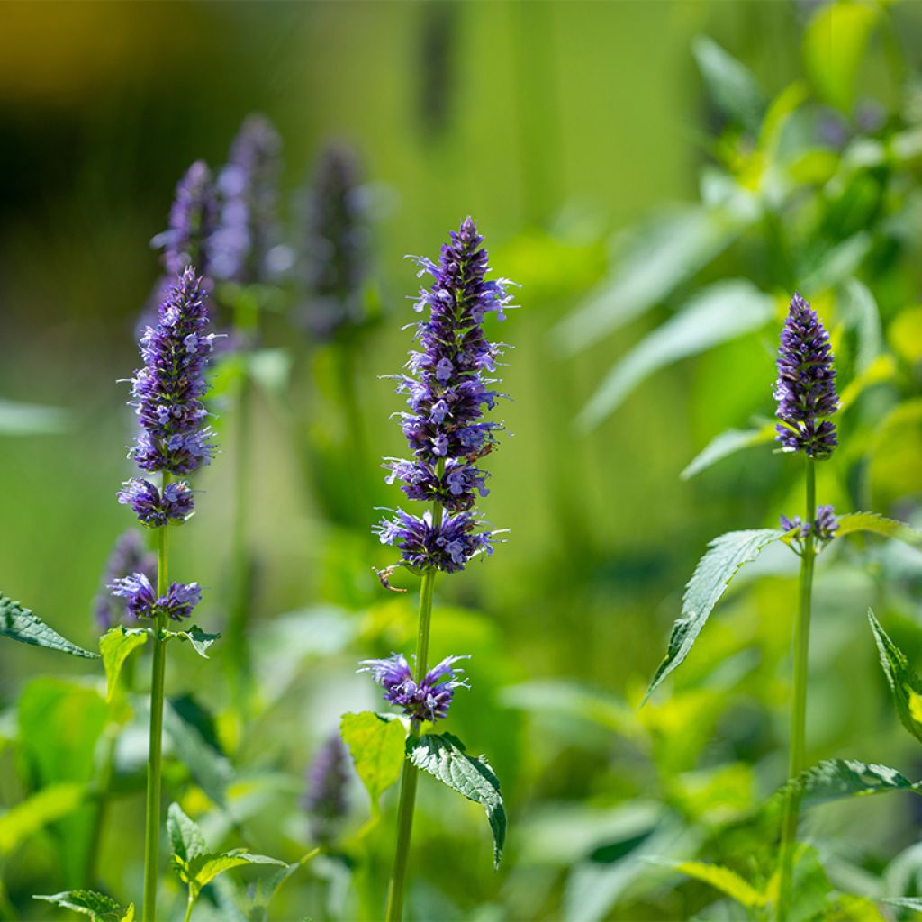 Agastache rugosa em sementes biológico