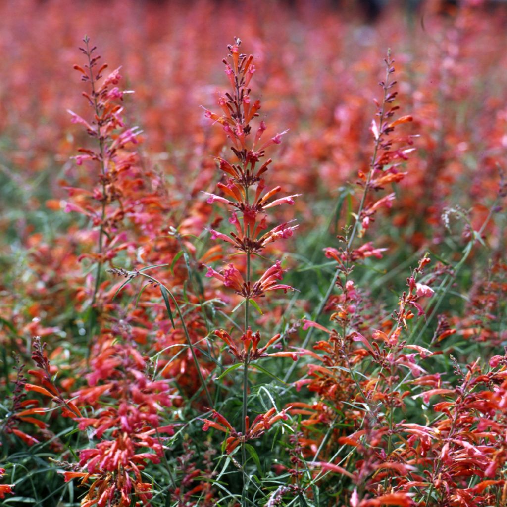 Agastache rupestris Apache Sunset em sementes