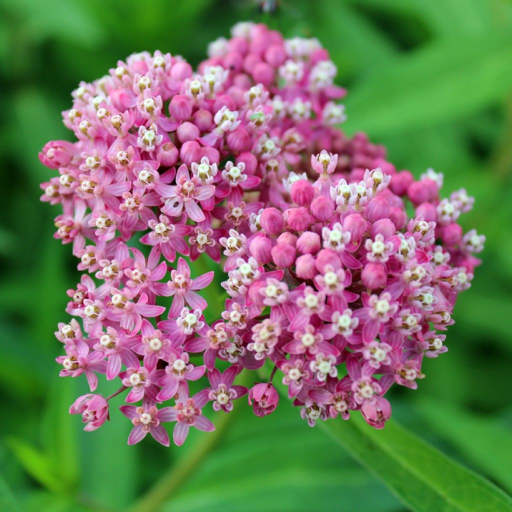 Asclepias incarnata Rosa em sementes