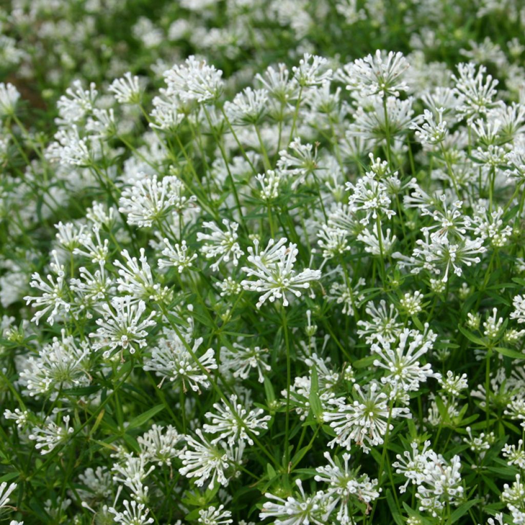 Asperula orientalis Cloud Nine em sementes
