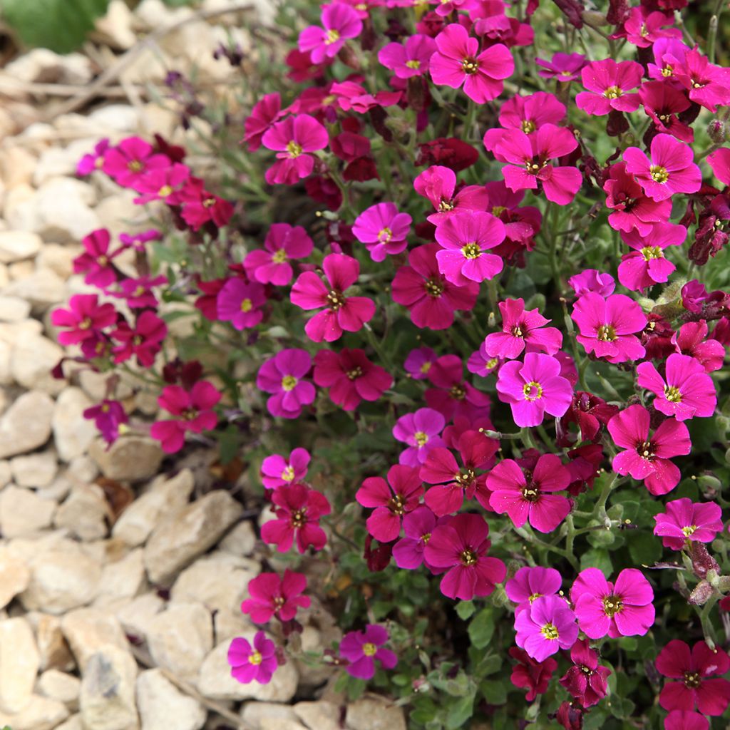 Aubrieta Royal Red em sementes
