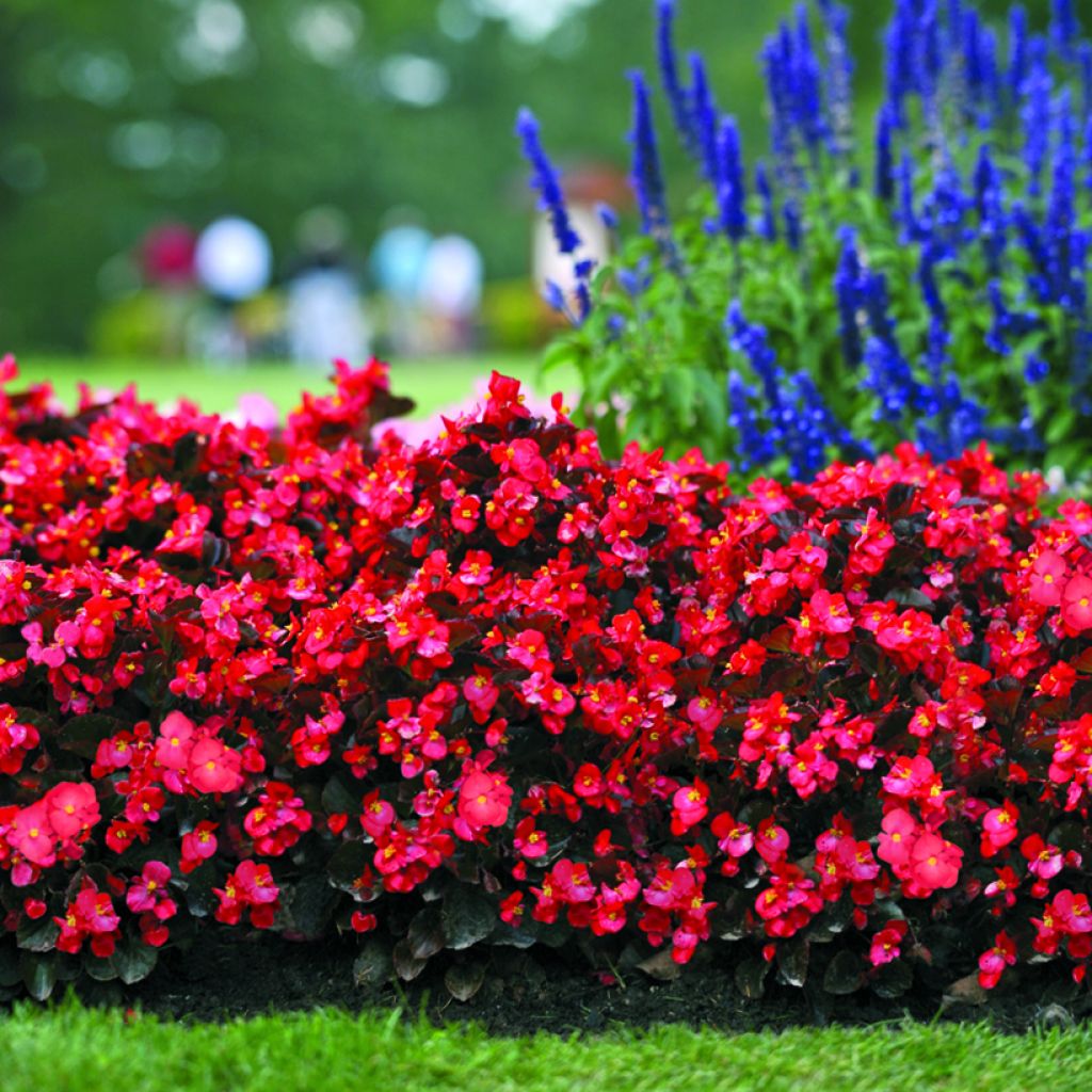 Begonia × benariensis Big Red Bronze Leaf em sementes