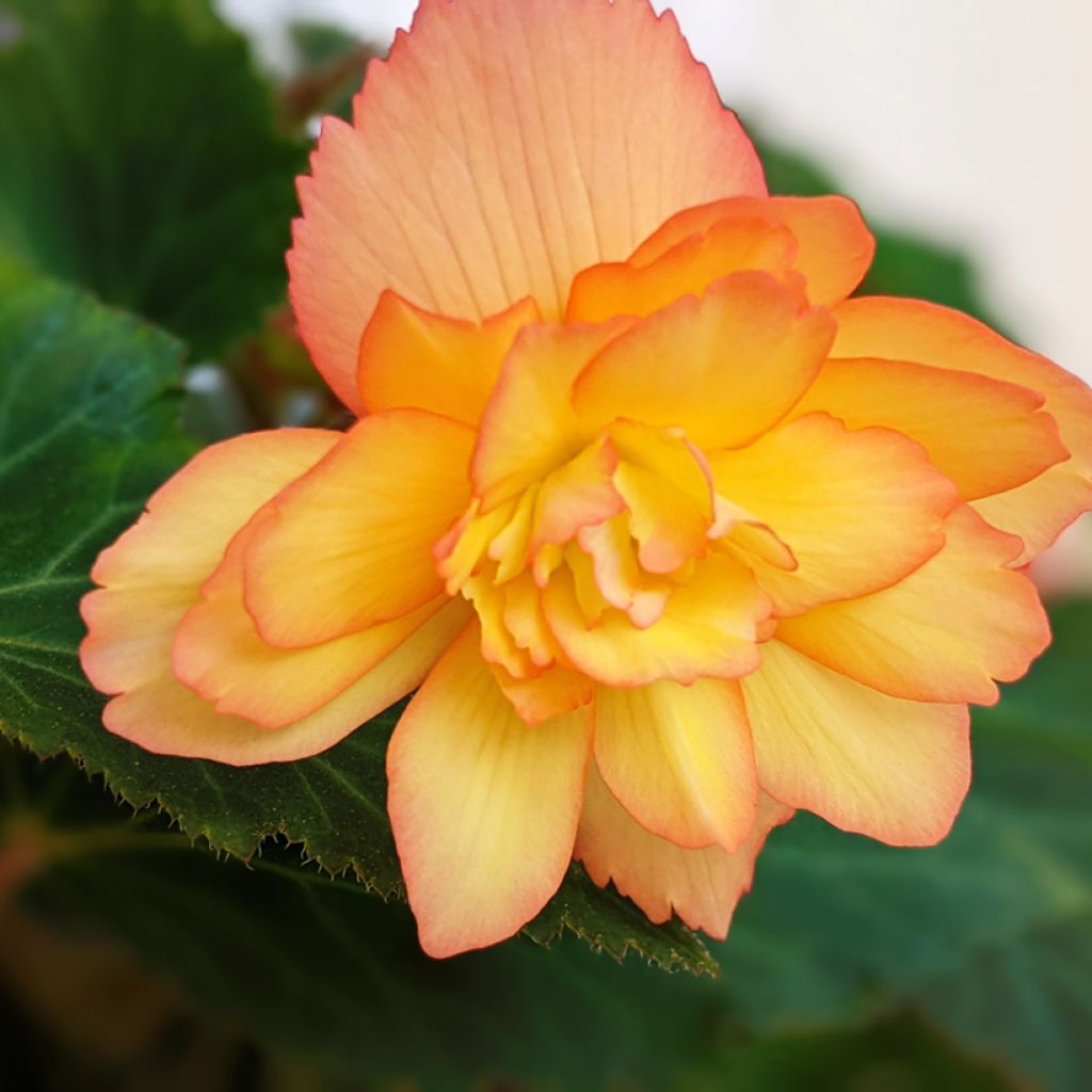 Begonia pendula Apricot Shades Improved F1 em sementes