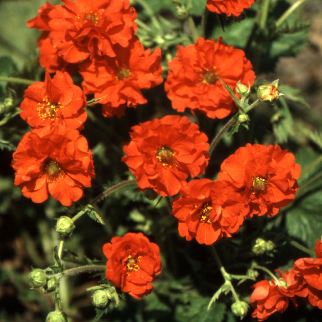 Geum chiloense Red Dragon em sementes