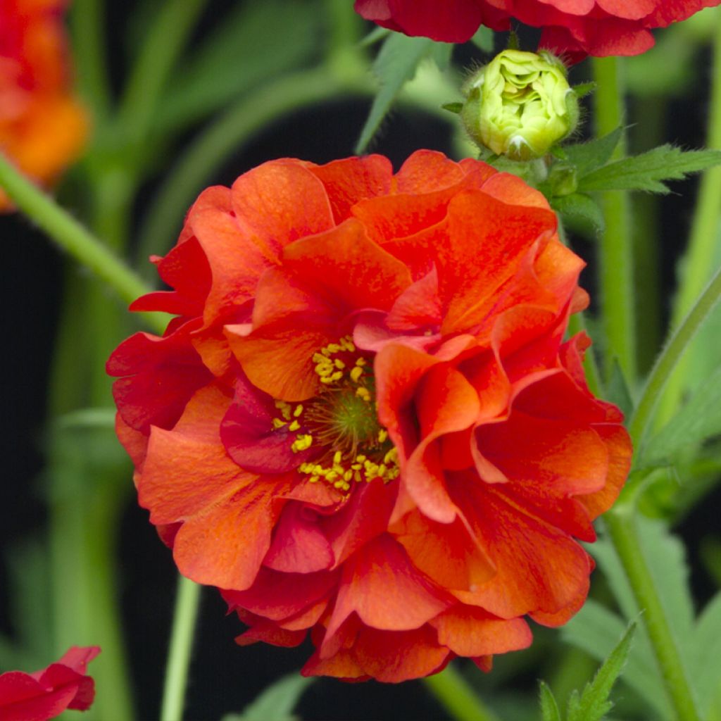 Geum chiloense Red Dragon em sementes