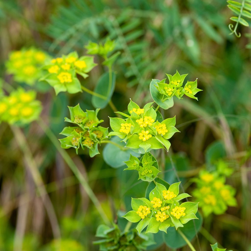 Bupleurum rotundifolium Green Gold em sementes