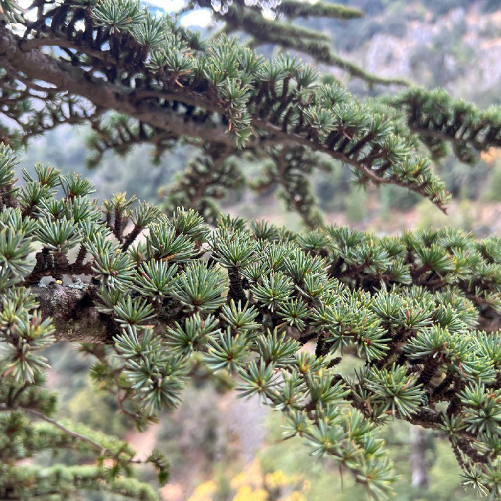 Cedrus atlantica em sementes