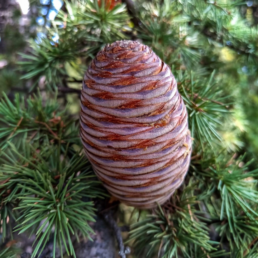 Cedrus atlantica em sementes