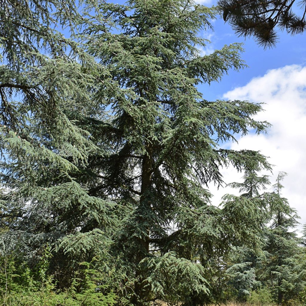 Cedrus atlantica em sementes