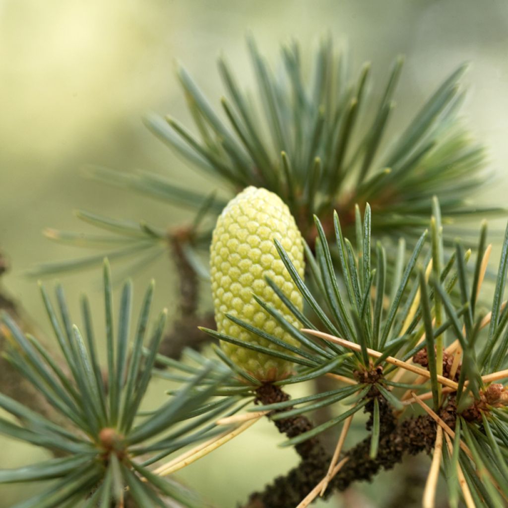 Cedrus libani em sementes