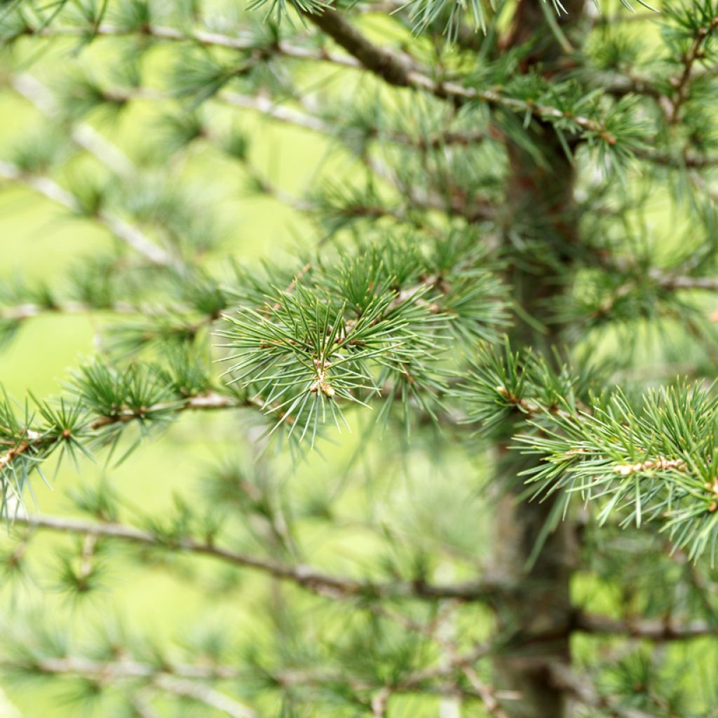 Cedrus libani em sementes