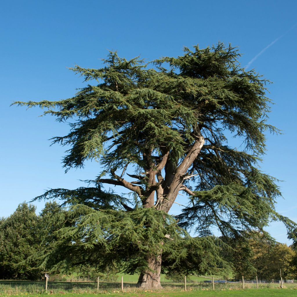 Cedrus libani em sementes