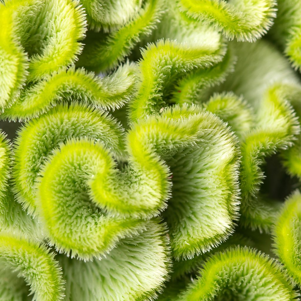 Crista-de-galo Act Verda em sementes