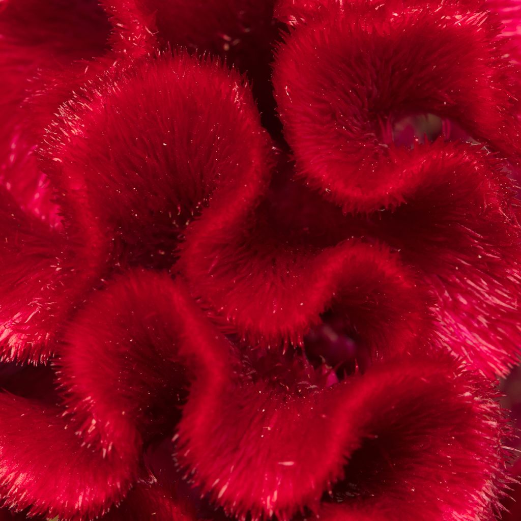 Crista-de-galo Red Jack em sementes