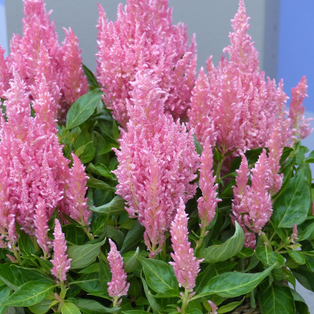 Celosia spicata Flamma Pink em sementes - Crista-de-galo