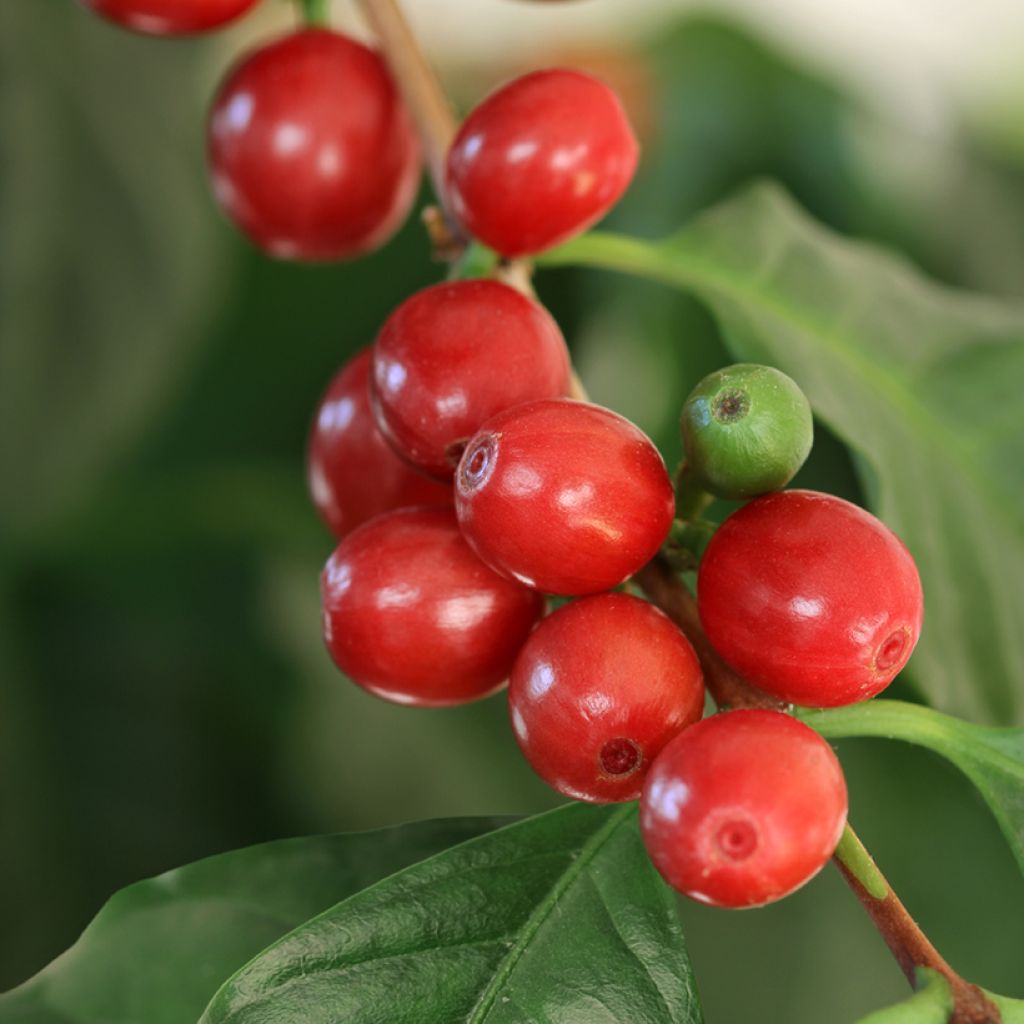 Coffea arabica em sementes