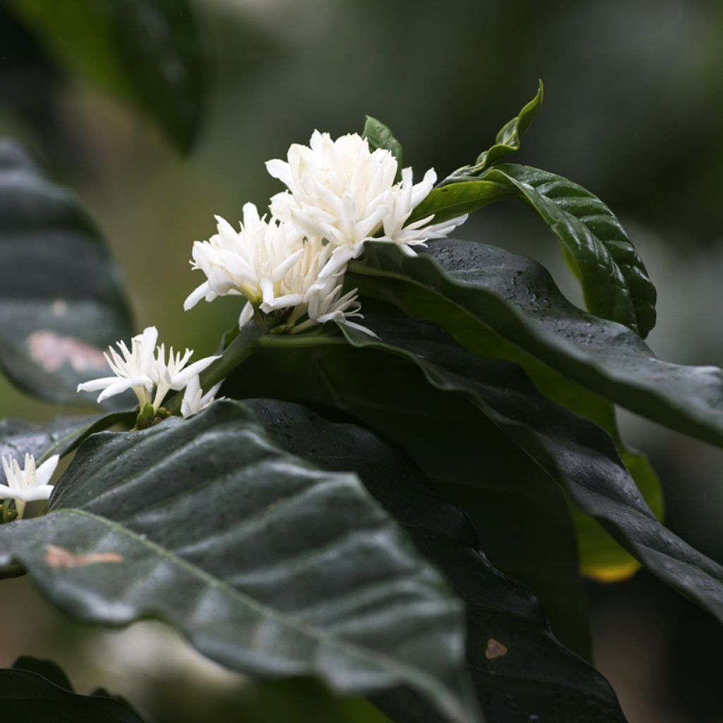 Coffea arabica em sementes