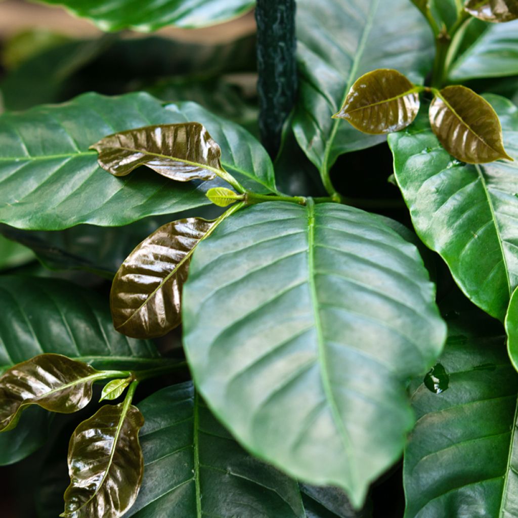 Coffea arabica em sementes