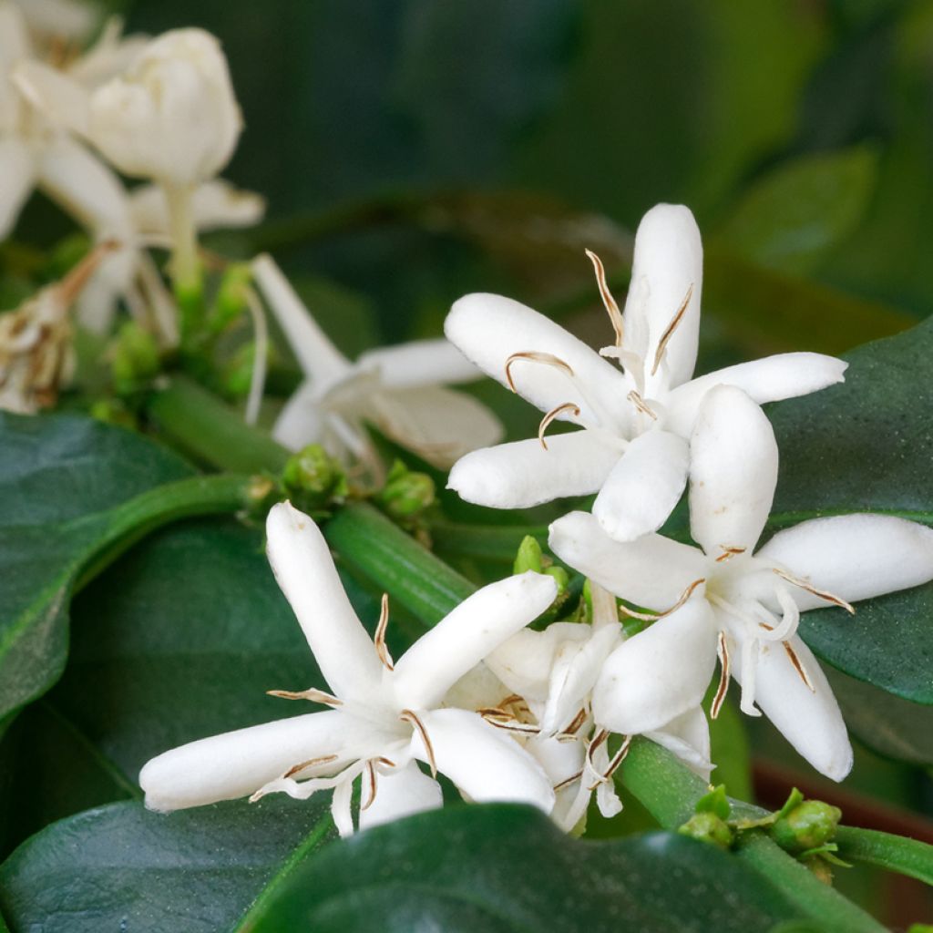 Coffea arabica em sementes