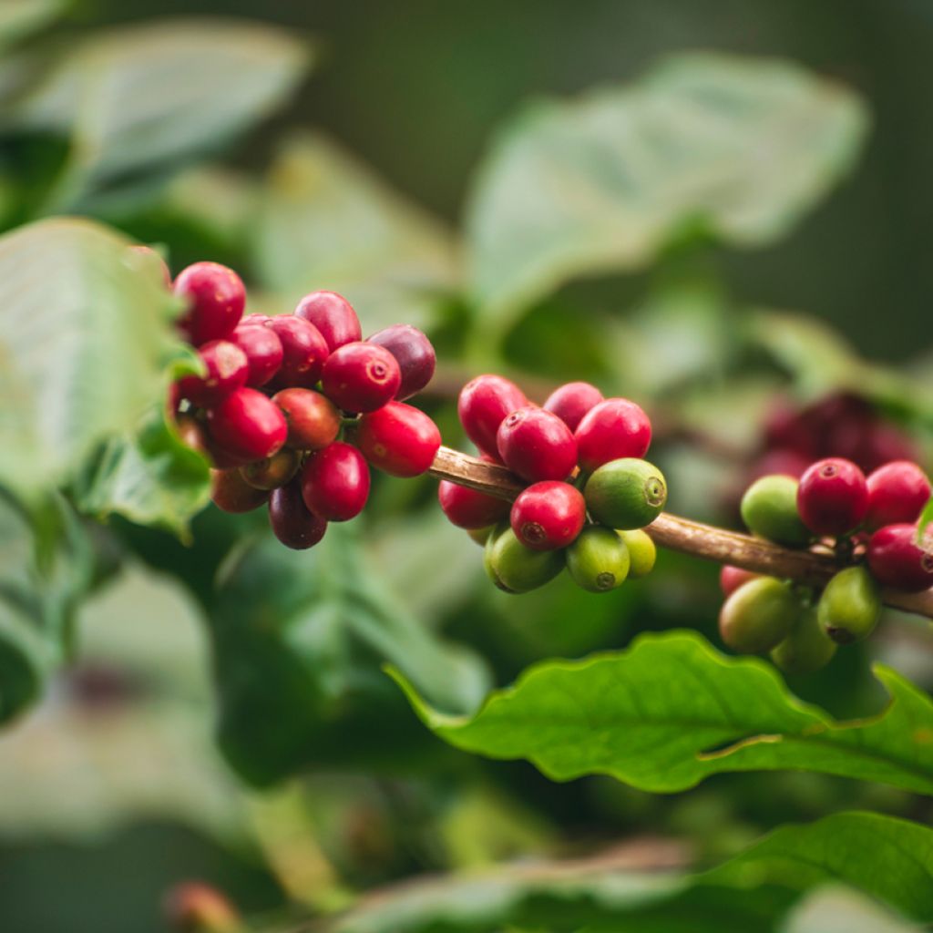Coffea arabica em sementes