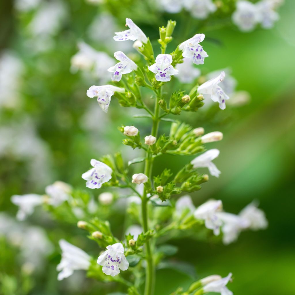 Calamintha nepeta em sementes