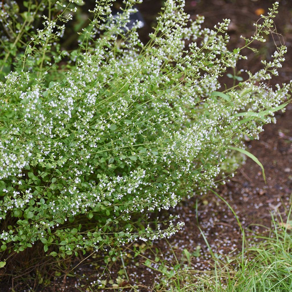 Calamintha nepeta em sementes