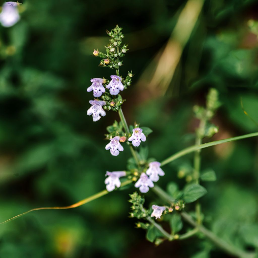 Calamintha nepeta em sementes