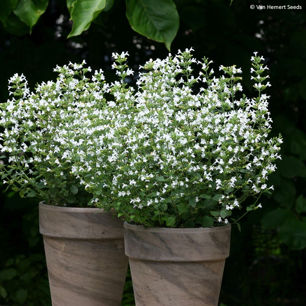 Calamintha nepeta Marvelette White em sementes