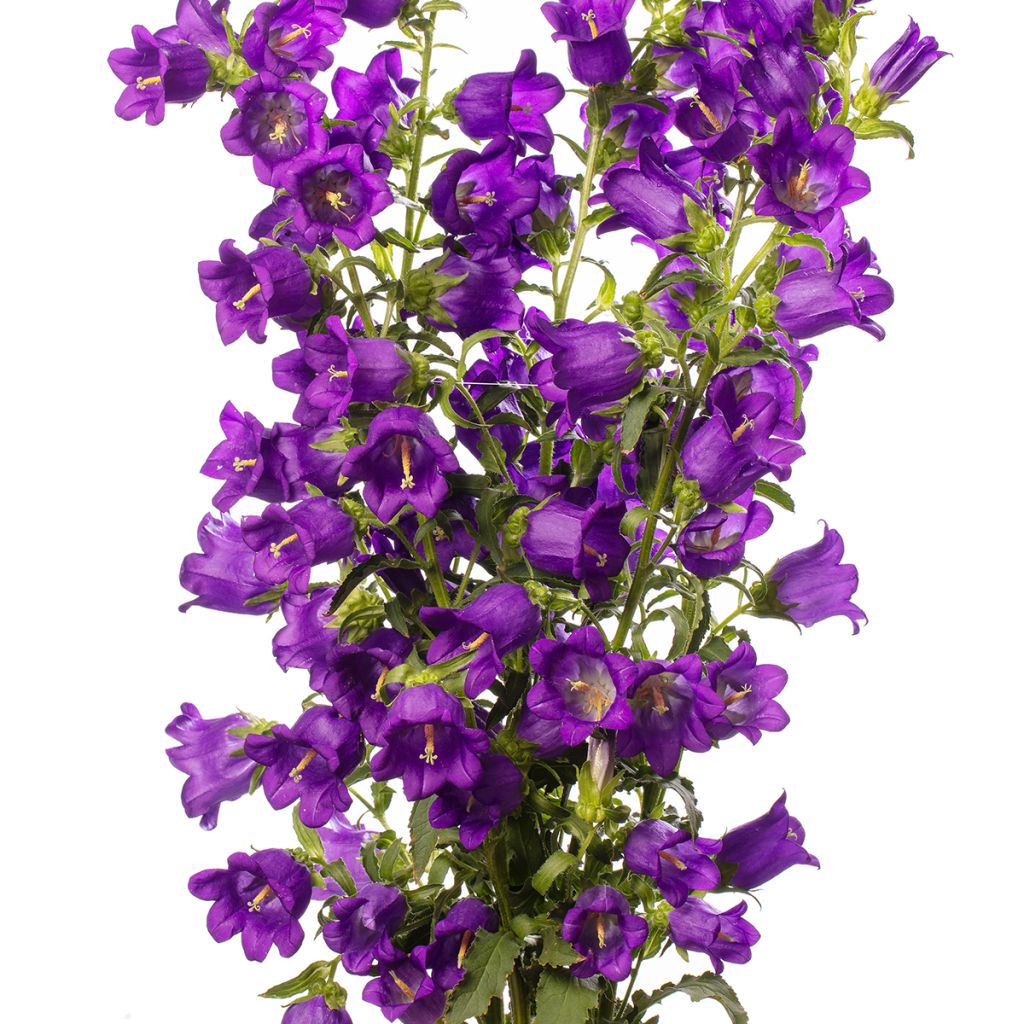 Sementes de Campânula média F1 Big Ben Deep Blue (sementes revestidas)