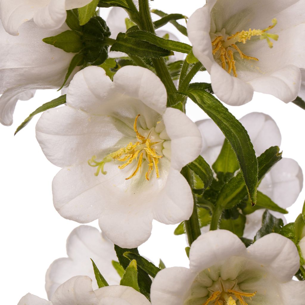 Sementes de Campânula média F1 Big Ben Branca Imp. (sementes revestidas)