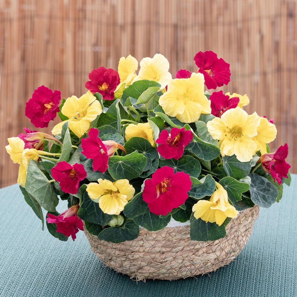 Capuchinha Baby Lemon Raspberry em sementes