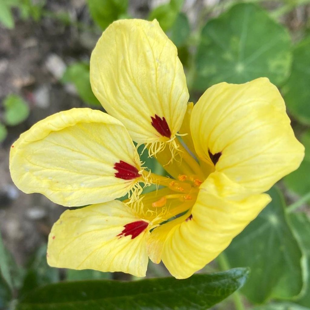 Capuchinha Cream Troika em sementes