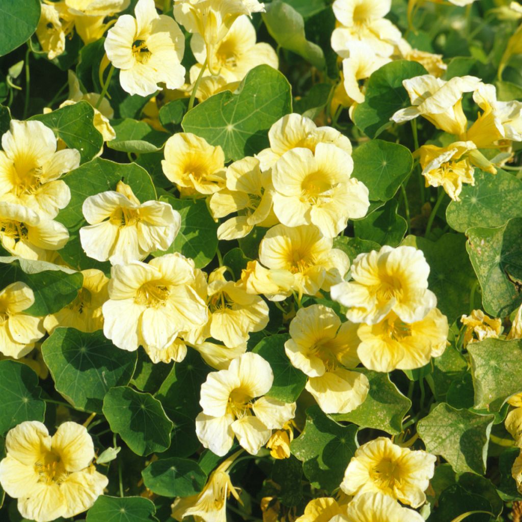 Sementes de Nastúrcio Anão 'Milkmaid' - <em>Tropaeolum majus</em>