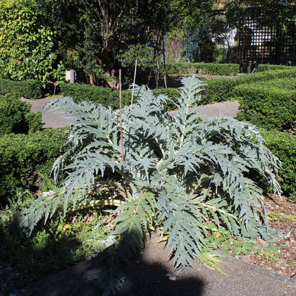 Cynara cardunculus em sementes