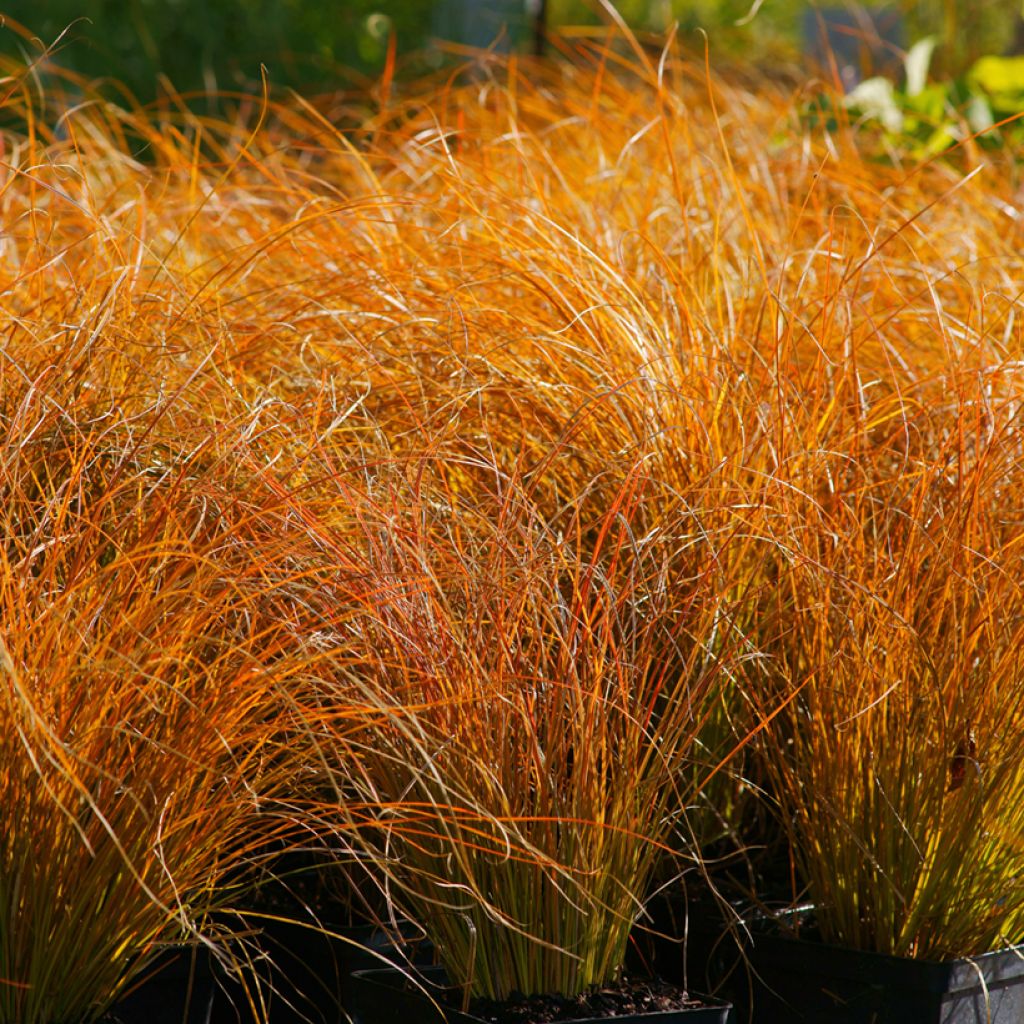Carex testacea Prairie Fire em sementes