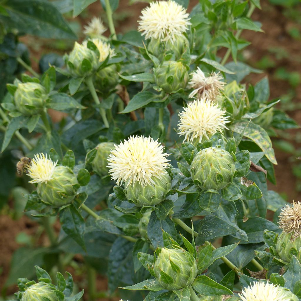 Carthamus tinctorius White Grenade em sementes