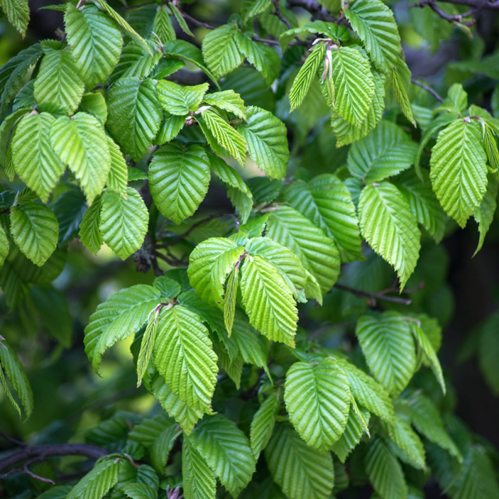 Carpinus betulus em sementes