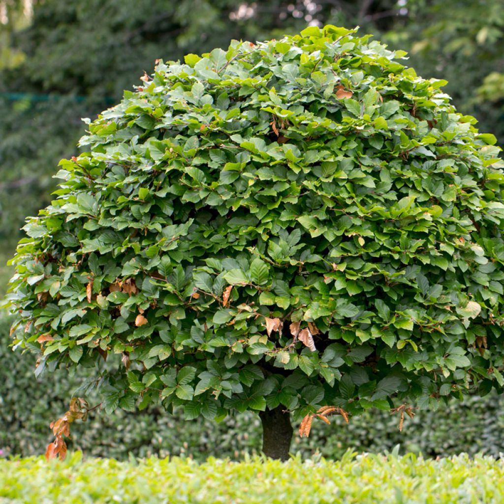 Carpinus betulus em sementes
