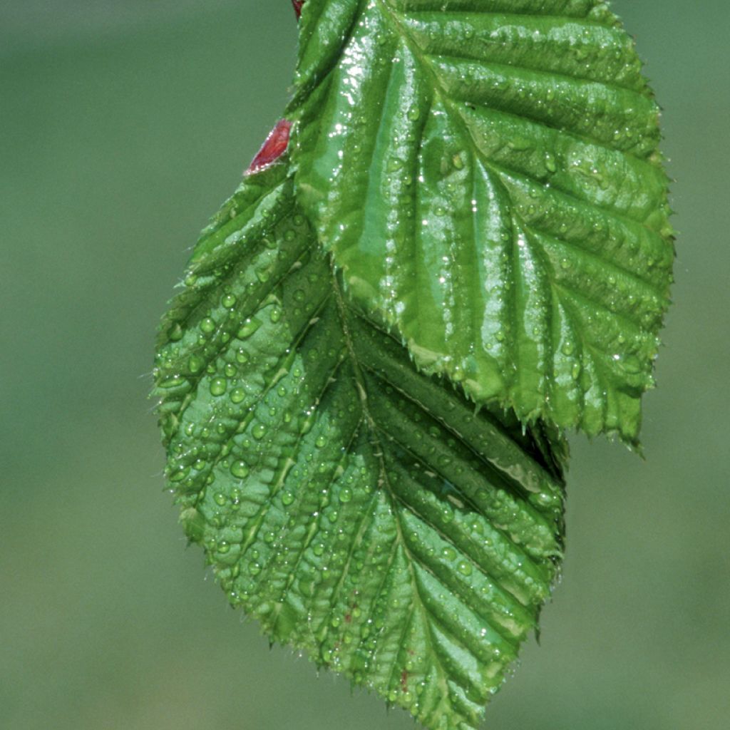 Carpinus betulus em sementes
