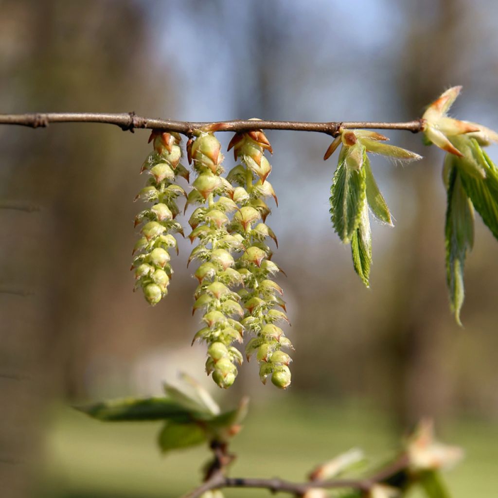 Carpinus betulus em sementes