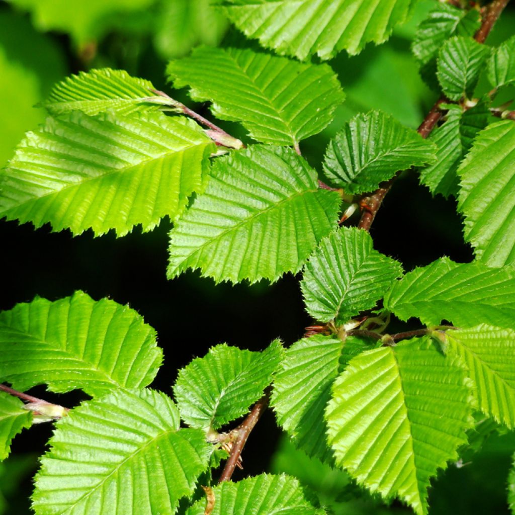 Carpinus betulus em sementes