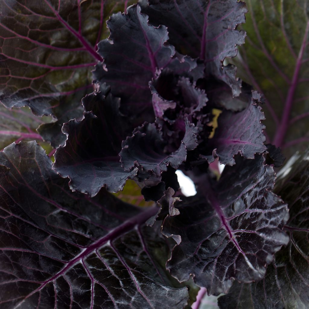 Brassica oleracea Black Leaf em sementes