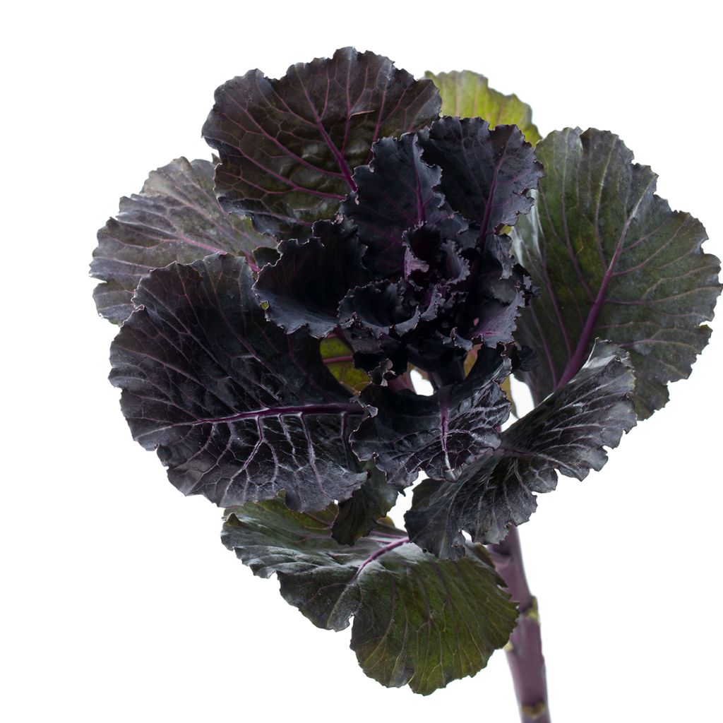 Brassica oleracea Black Leaf em sementes
